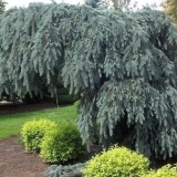 Smreka glauca pendula